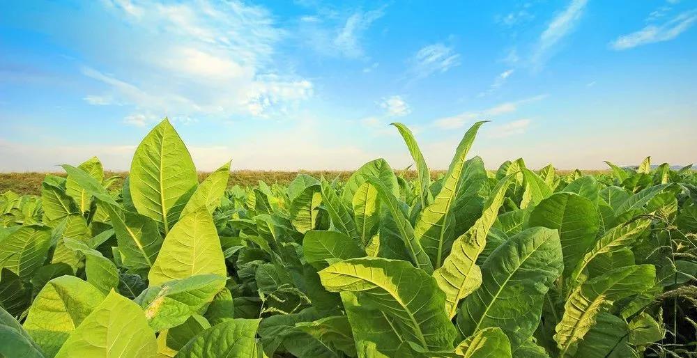福建中煙再攜用友 開啟YonBIP煙草行業(yè)財務數(shù)智化新篇章